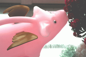 schwein